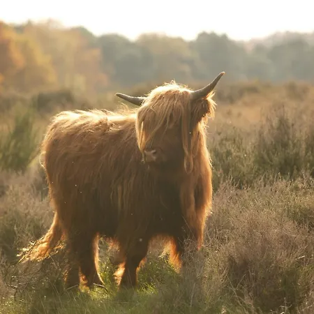 In Gelderland Near Nature Trails Mook